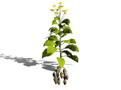 Jerusalem Artichoke Pack 3D 模型