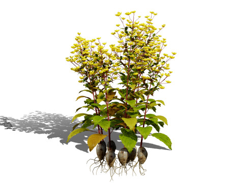 Jerusalem Artichoke Pack 3D 模型