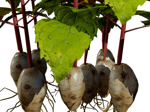 Jerusalem Artichoke Pack 3D 模型