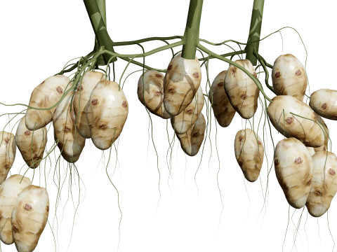 Jerusalem Artichoke Pack 3D 模型