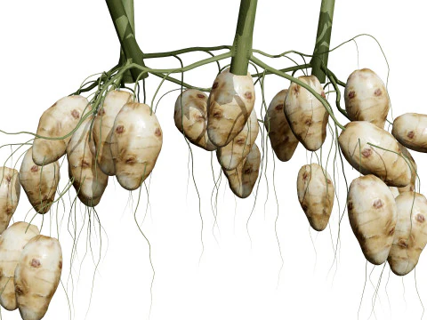 Pakiet karczoch&oacute;w jerozolimskich Model 3D