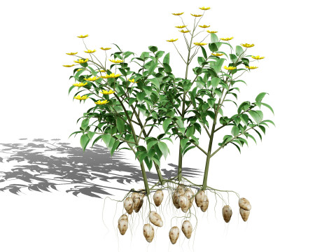 Jerusalem Artichoke Pack 3D 模型