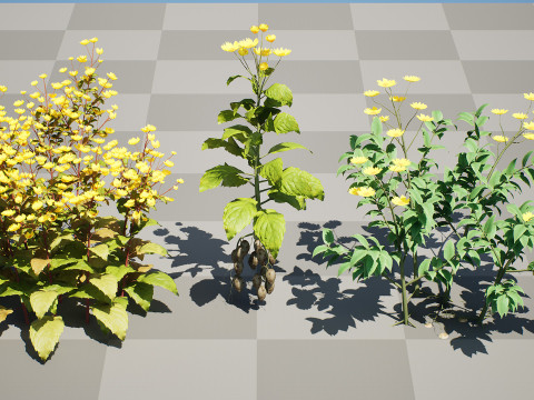 Jerusalem Artichoke Pack 3D 模型