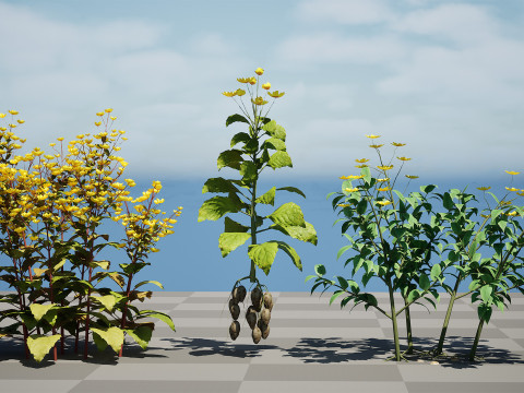 Jerusalem Artichoke Pack 3D 模型