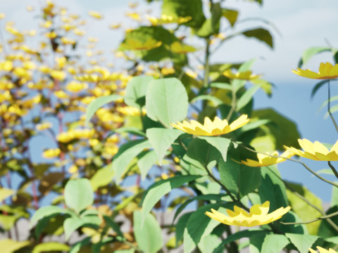 Jerusalem Artichoke Pack 3D 模型