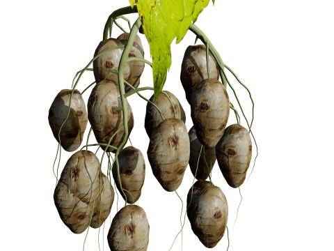 Jerusalem Artichoke Pack 3D 模型