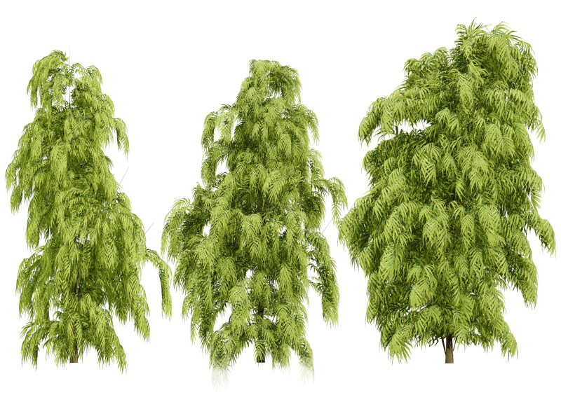 South African Podocarpus Henkelii Pack 3D Модель .c4d .max .obj .3ds .fbx .stl .blend 