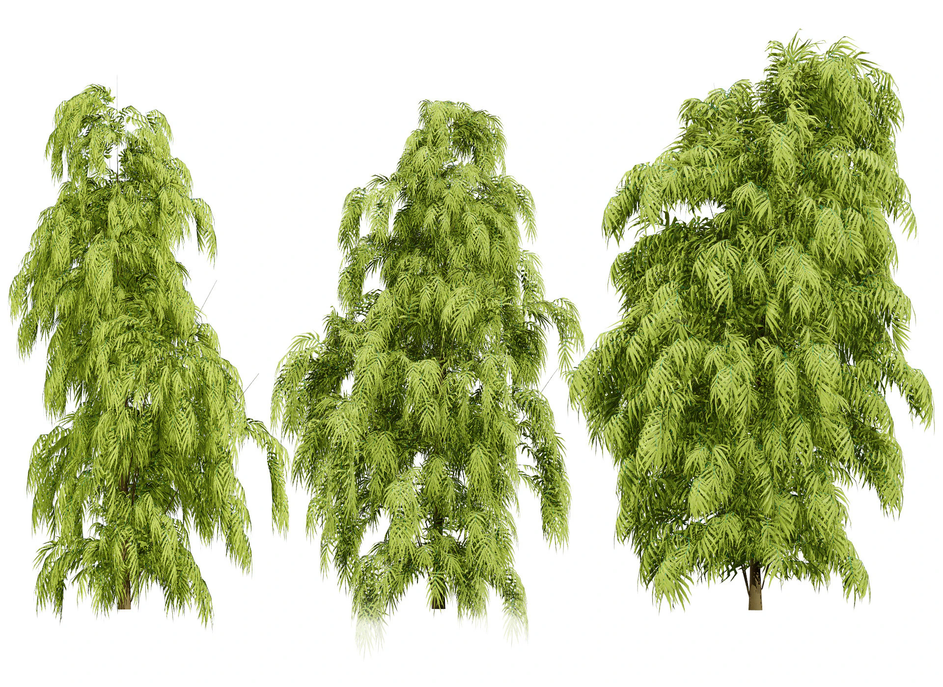 South African Podocarpus Henkelii Pack 3D Model .c4d .max .obj .3ds .fbx .stl .blend 