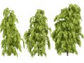 South African Podocarpus Henkelii Pack 3D मॉडल