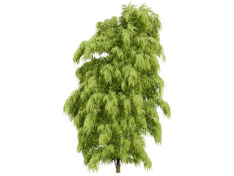 South African Podocarpus Henkelii Pack 3D Модель
