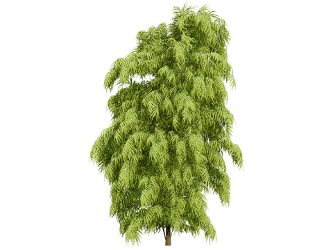 South African Podocarpus Henkelii Pack 3D Model