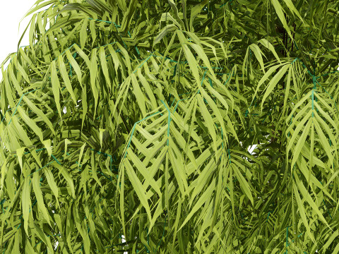 South African Podocarpus Henkelii Pack 3D Модель