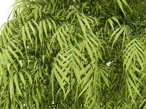 South African Podocarpus Henkelii Pack 3D Model