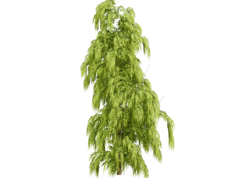 South African Podocarpus Henkelii Pack 3D Модель