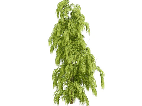 South African Podocarpus Henkelii Pack 3D Model