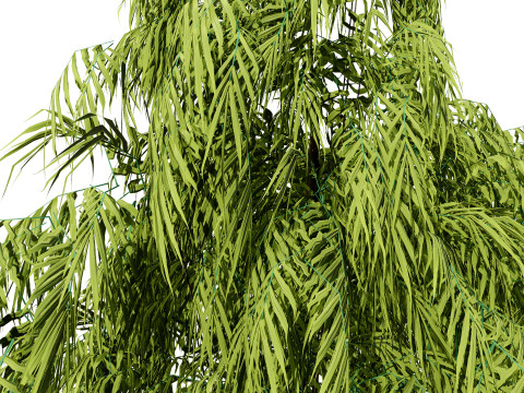 South African Podocarpus Henkelii Pack 3D Модель