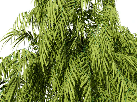South African Podocarpus Henkelii Pack 3D Model