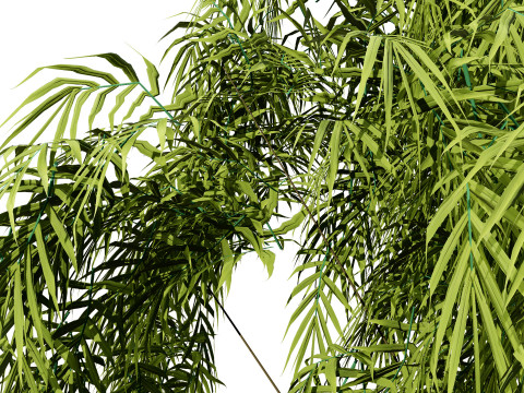 South African Podocarpus Henkelii Pack 3D Модель