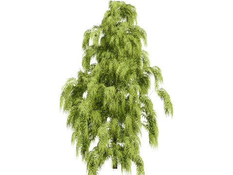 South African Podocarpus Henkelii Pack 3D Модель