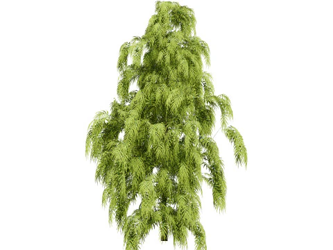 South African Podocarpus Henkelii Pack 3D Model