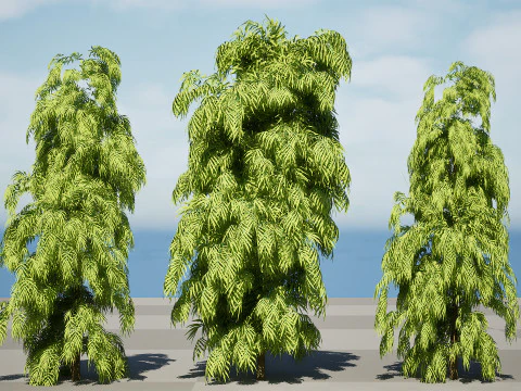 South African Podocarpus Henkelii Pack 3D Model