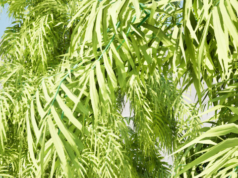 South African Podocarpus Henkelii Pack 3D Модель