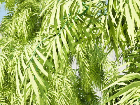 South African Podocarpus Henkelii Pack 3D Model