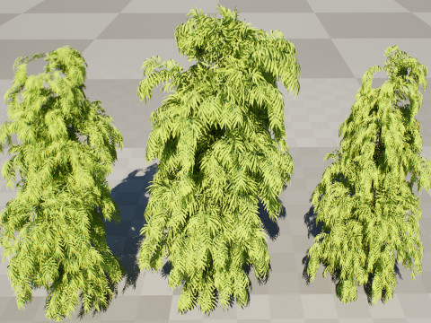 South African Podocarpus Henkelii Pack 3D Модель