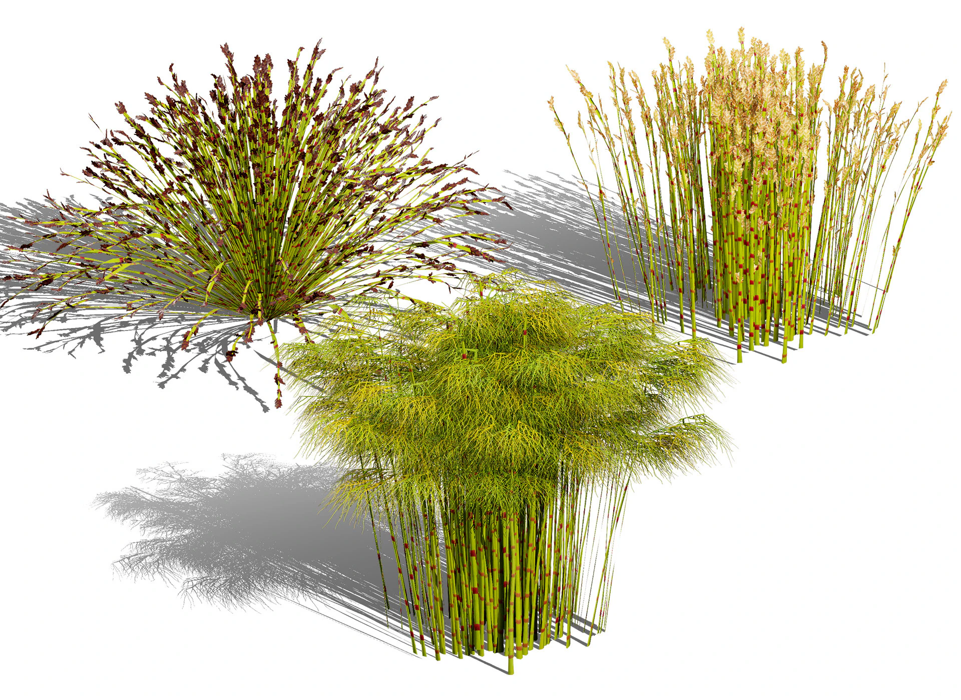 Collezione Restio sudafricana Modello 3D .c4d .max .obj .3ds .fbx .stl .blend 