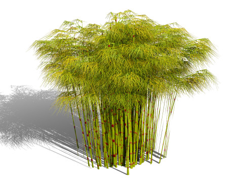 South African Restio Collection 3D Model