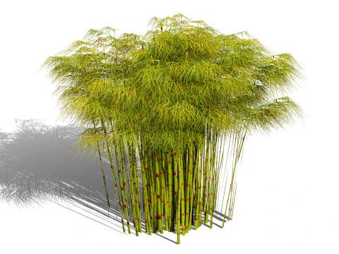 Collezione Restio sudafricana Modello 3D