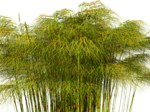 South African Restio Collection 3D Model