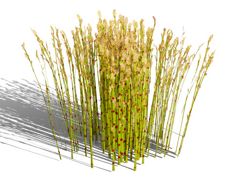 South African Restio Collection 3D Model