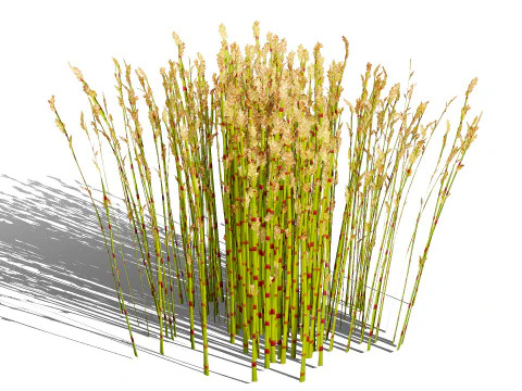 Collezione Restio sudafricana Modello 3D