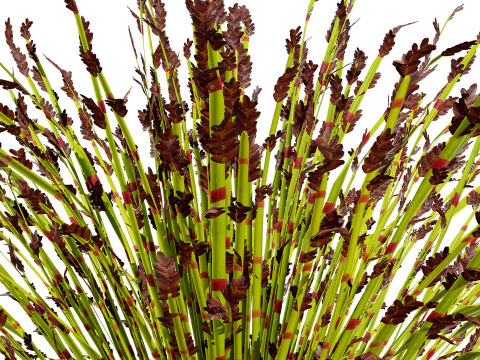Collezione Restio sudafricana Modello 3D