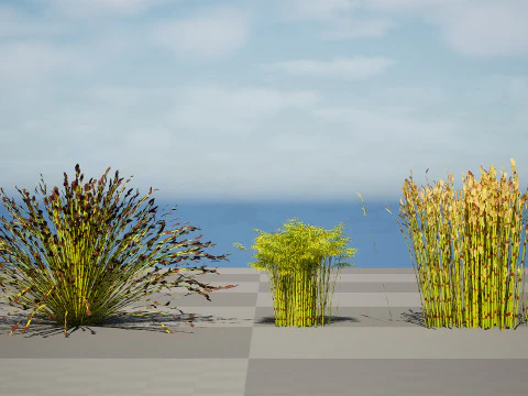 Collezione Restio sudafricana Modello 3D