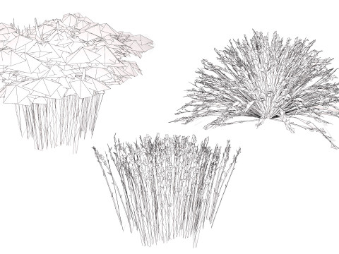 South African Restio Collection 3D Model