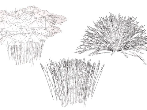 Collezione Restio sudafricana Modello 3D