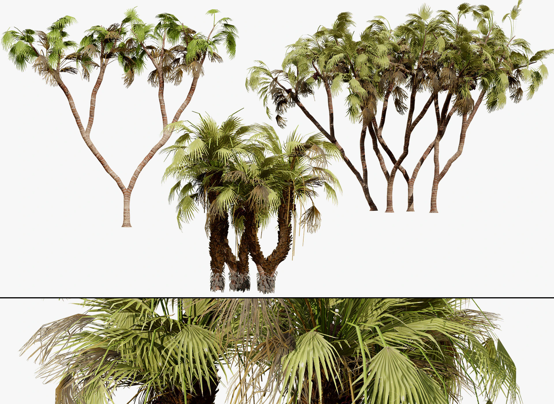 Pacchetto di palme Doum sudafricano Modello 3D .c4d .max .obj .3ds .fbx .stl .blend