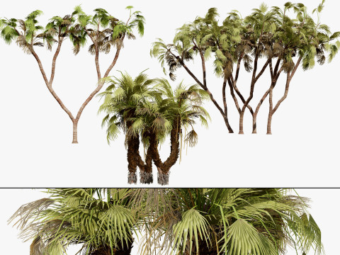 South African Doum Palm Pack 3D 模型