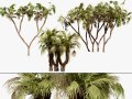 South African Doum Palm Pack 3D मॉडल