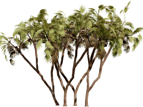 Pacchetto di palme Doum sudafricano Modello 3D