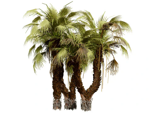 Pacchetto di palme Doum sudafricano Modello 3D