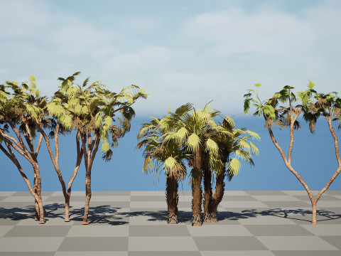 Südafrikanisches Doumpalmenpaket 3D Modell