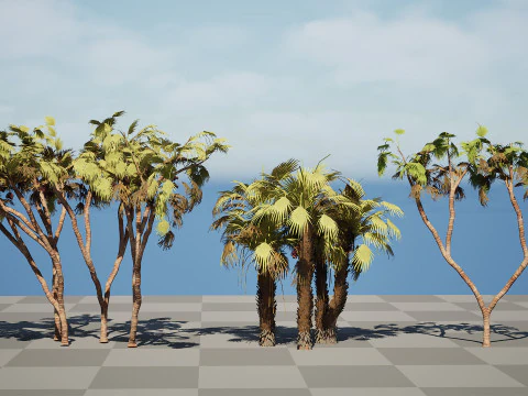 Pacchetto di palme Doum sudafricano Modello 3D