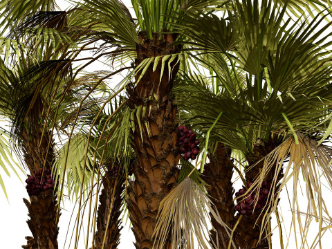 Südafrikanisches Doumpalmenpaket 3D Modell