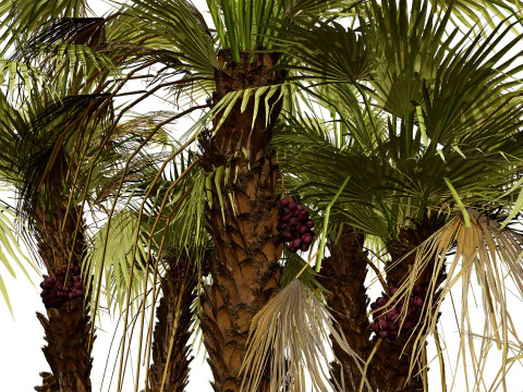 Pacchetto di palme Doum sudafricano Modello 3D