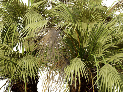 Südafrikanisches Doumpalmenpaket 3D Modell