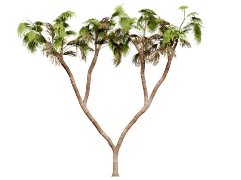 Pacchetto di palme Doum sudafricano Modello 3D