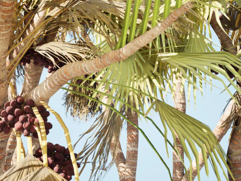 Pacchetto di palme Doum sudafricano Modello 3D